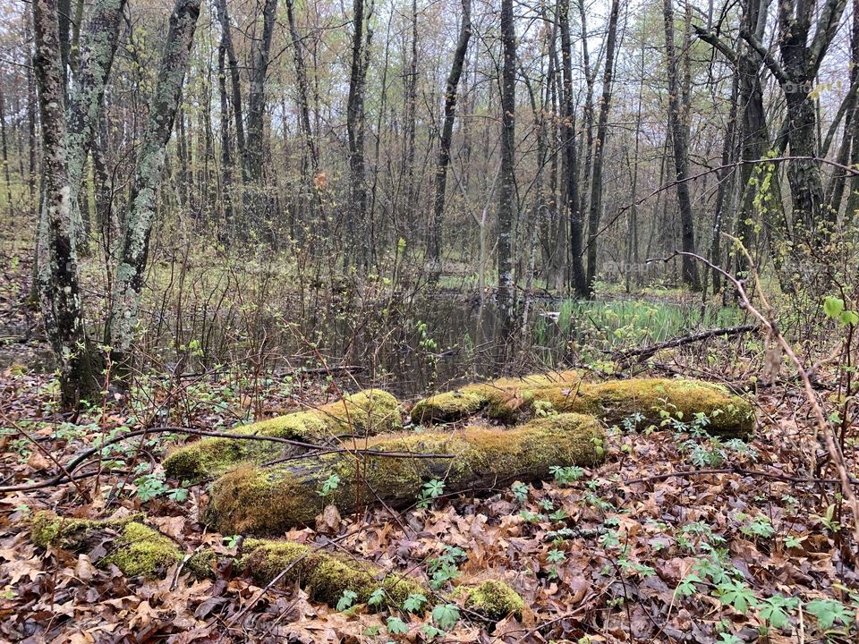 Mossy logs in the woods
