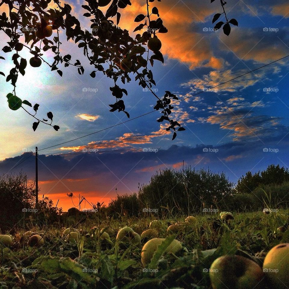 Apple sunset