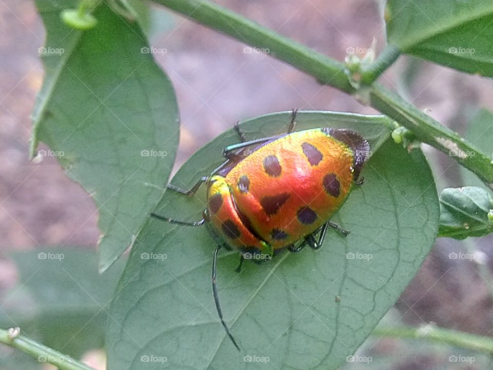 Insects with beautiful colors
