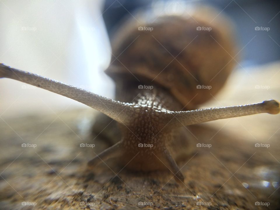 Snail head 
