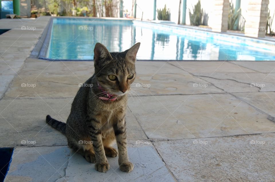 Cat thinking against swimming pool 
