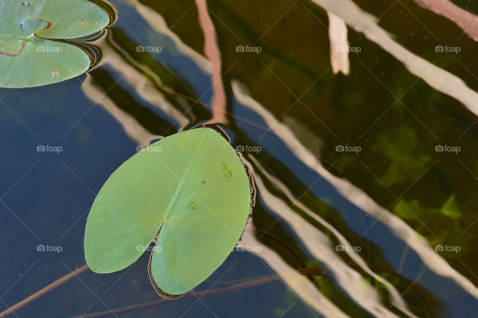 High angle view of water lily floating on lake