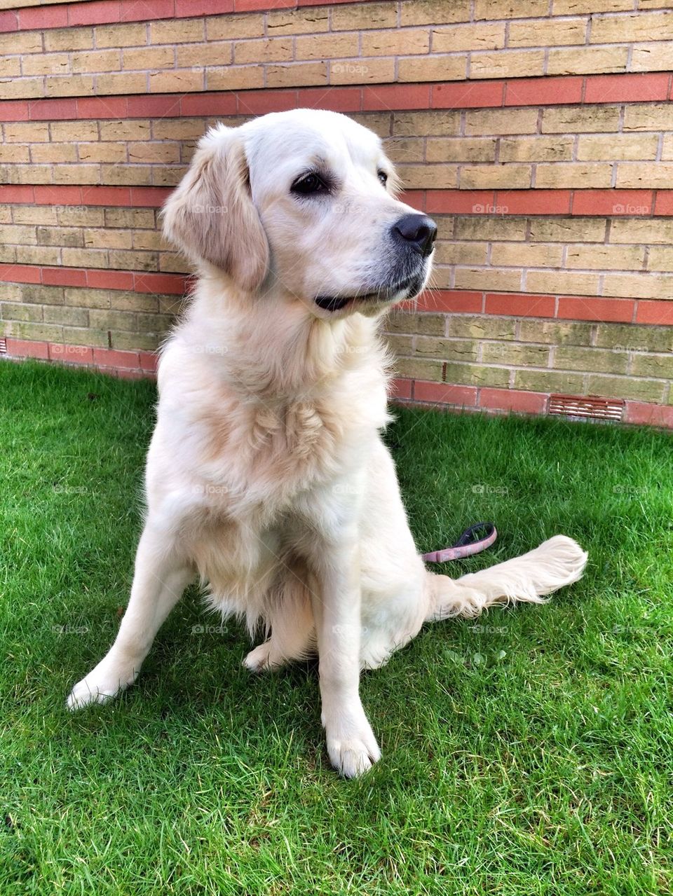 Zoe - Golden Retrievee