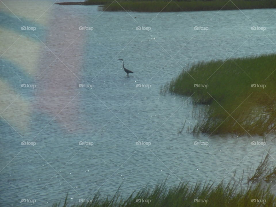 dolphin 🐬 swimming. This is a picture of a dolphin 🐬 that I saw while visiting the Gulf of Mexico