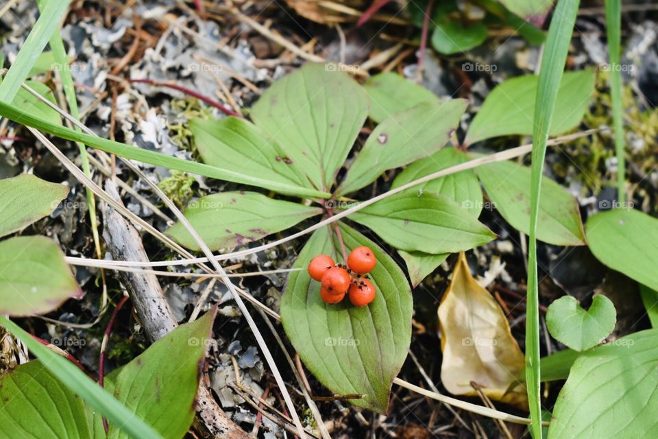 Flora in the woods 