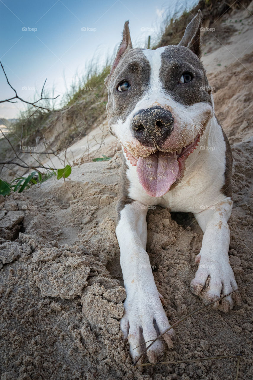 Young American staffordshire terrier playing on the beach