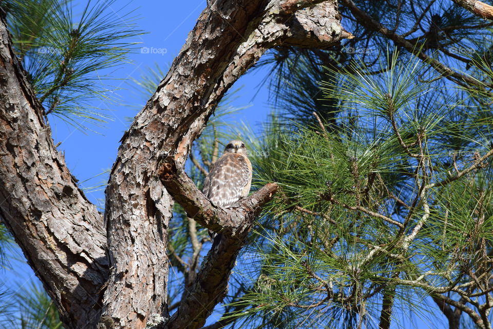 Being Watched like a Hawk