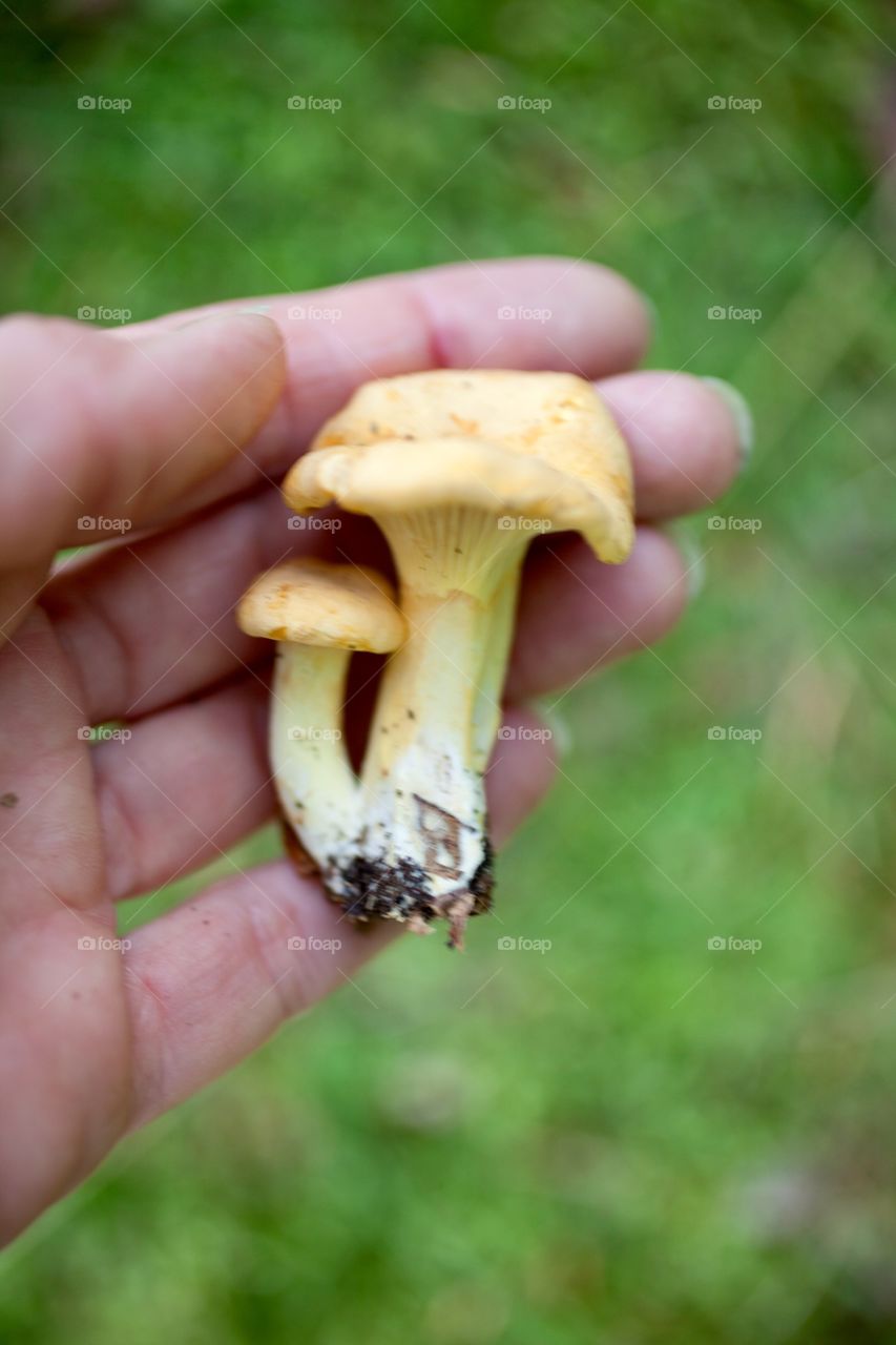 Overhead view of fresh mushroom