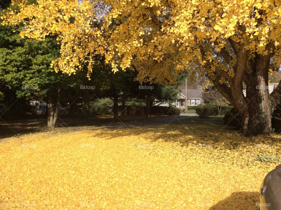 Ginkgo leaves falling
