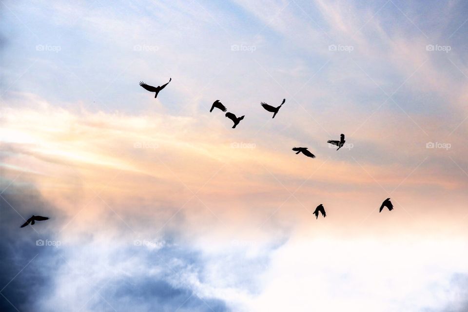 Low angle view of birds flying in dramatic sky