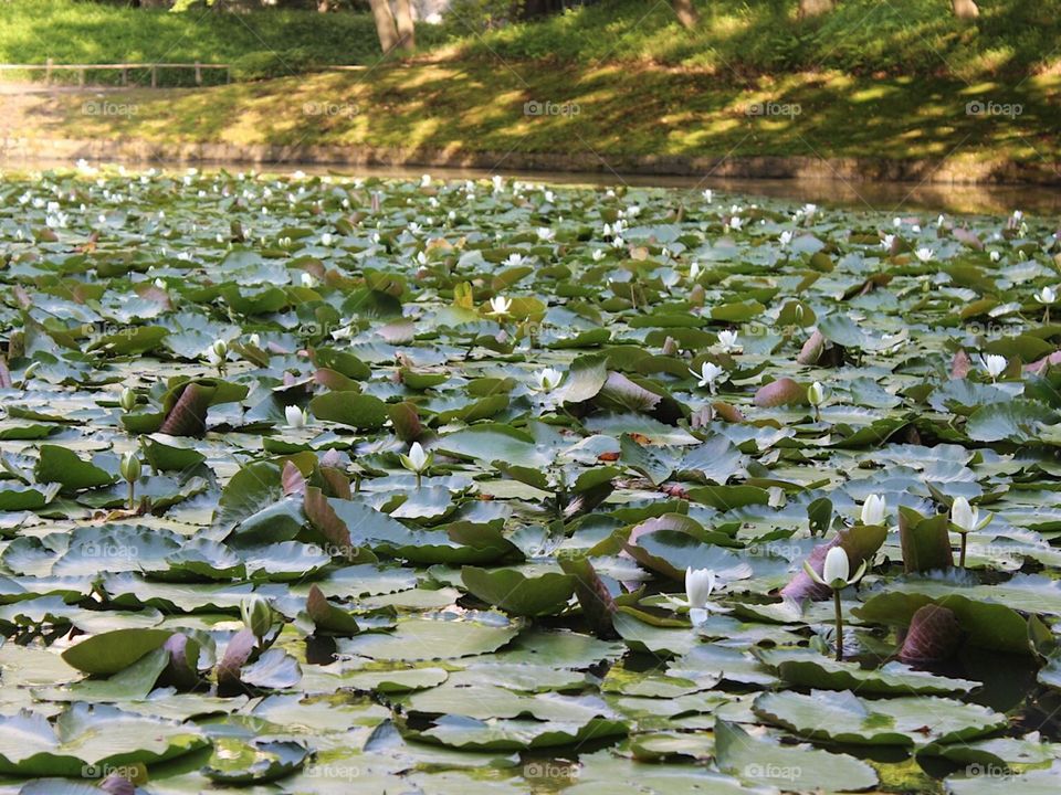 Lily pads 