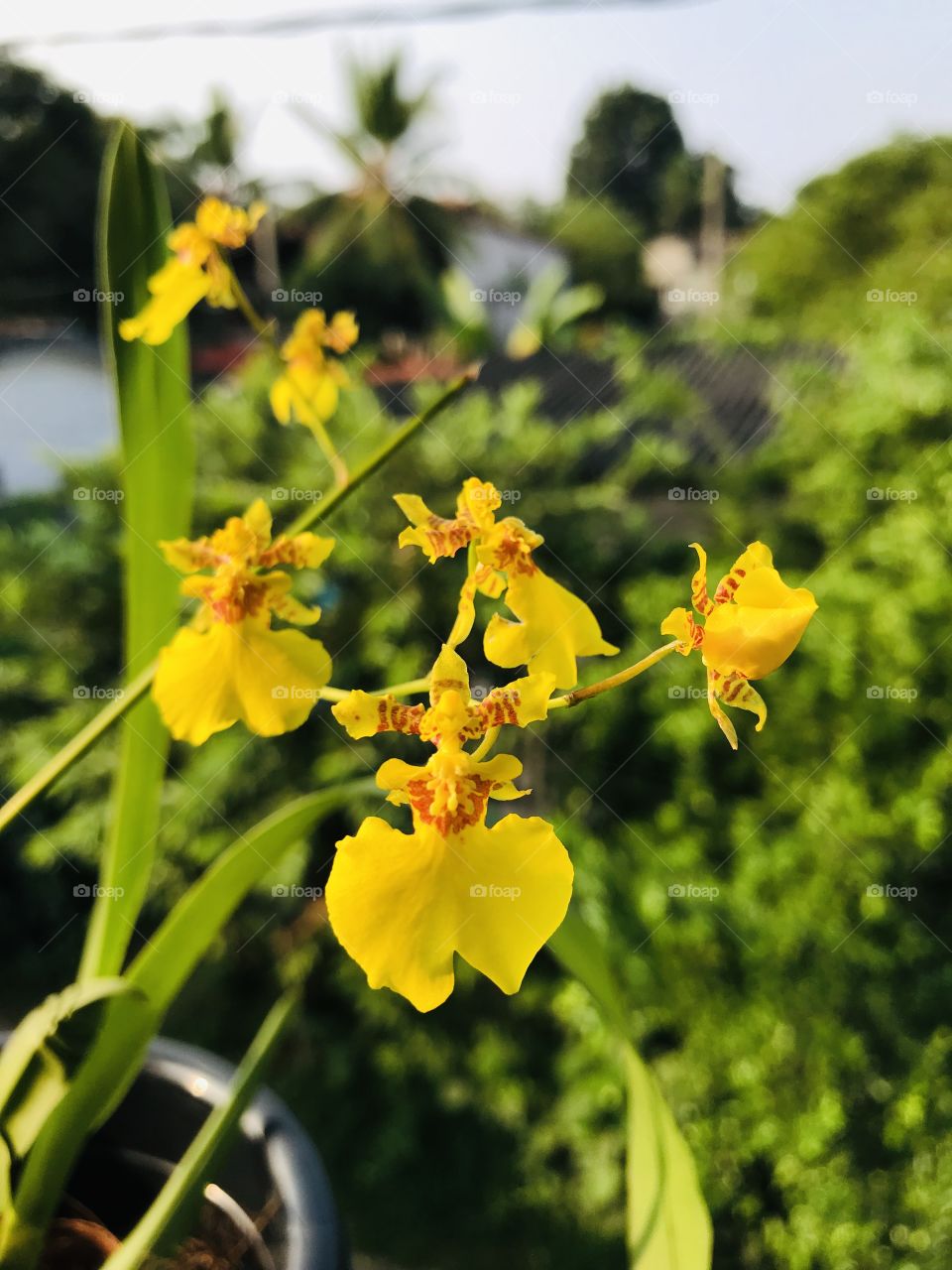 Amazing flower shaped Kandyan Dancer in Beautiful Sri Lanka