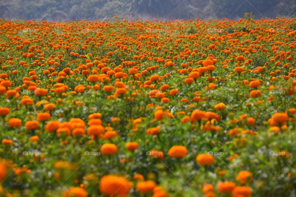 Field of flowers