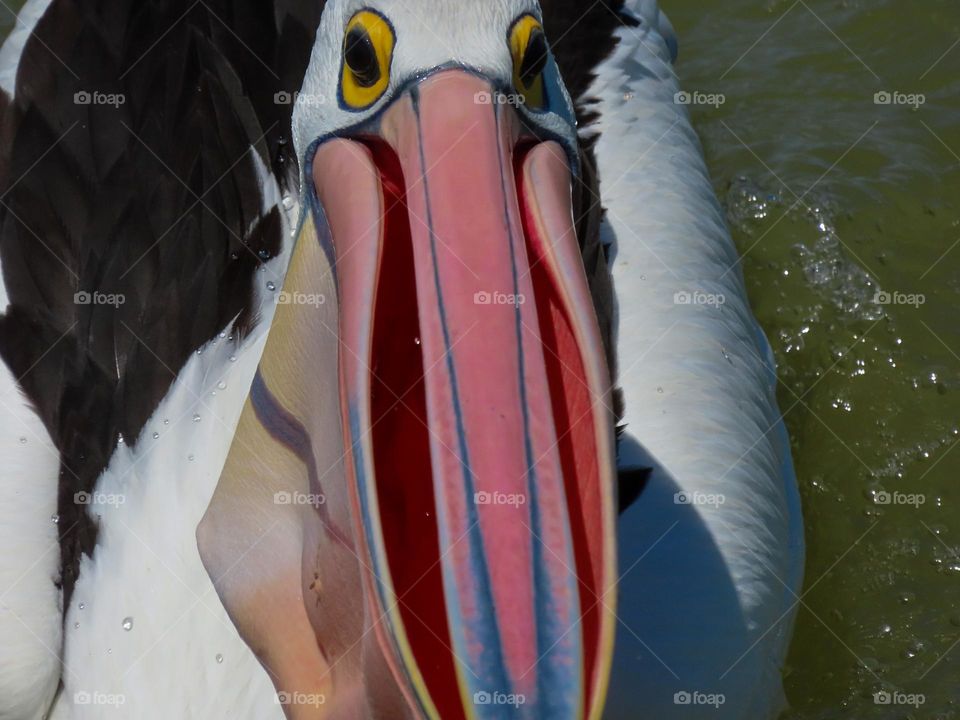 Closeup of a pelican eating.