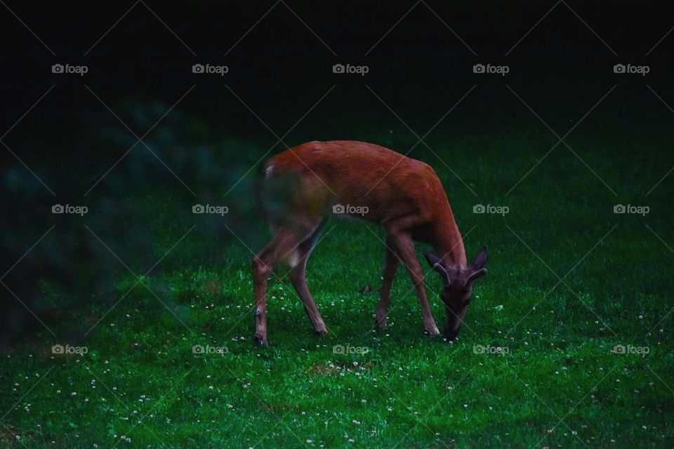 White tailed deer