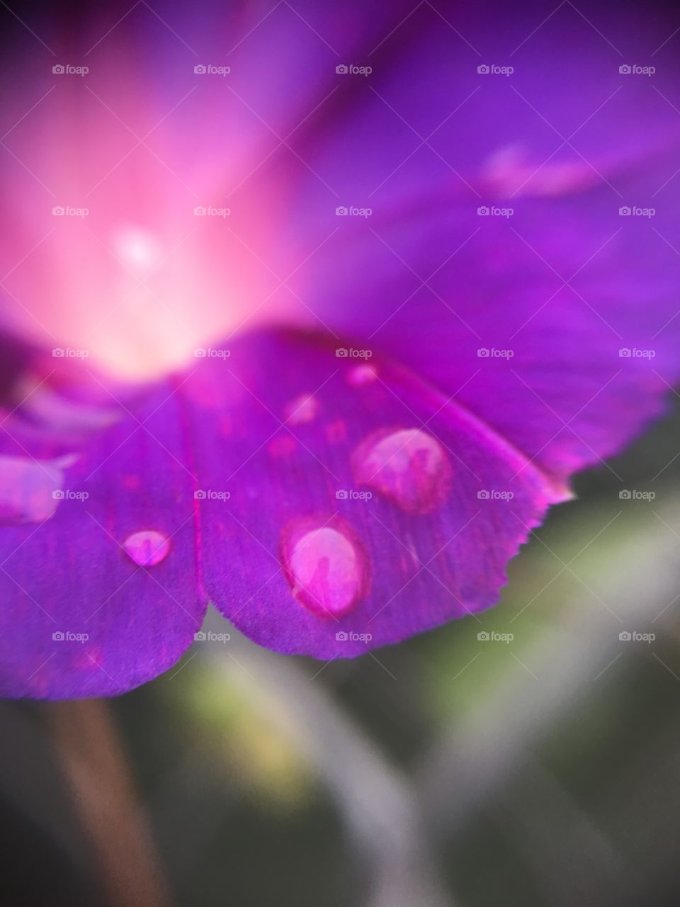 Raindrops on Morning Glory