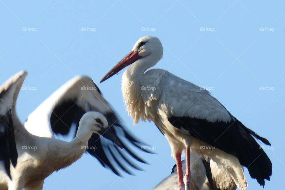 Stork 