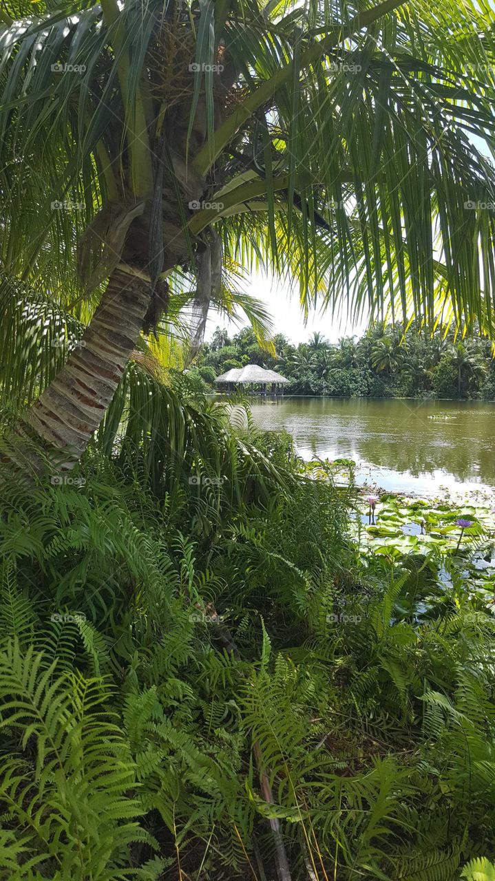 fresh water lake #nature #fuvahmulah