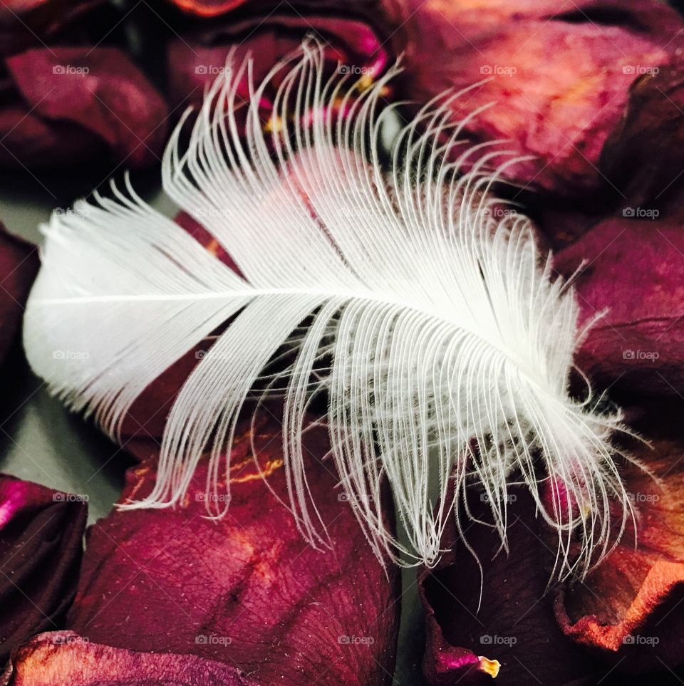 A feather landed on a pile of dry rose pedals 