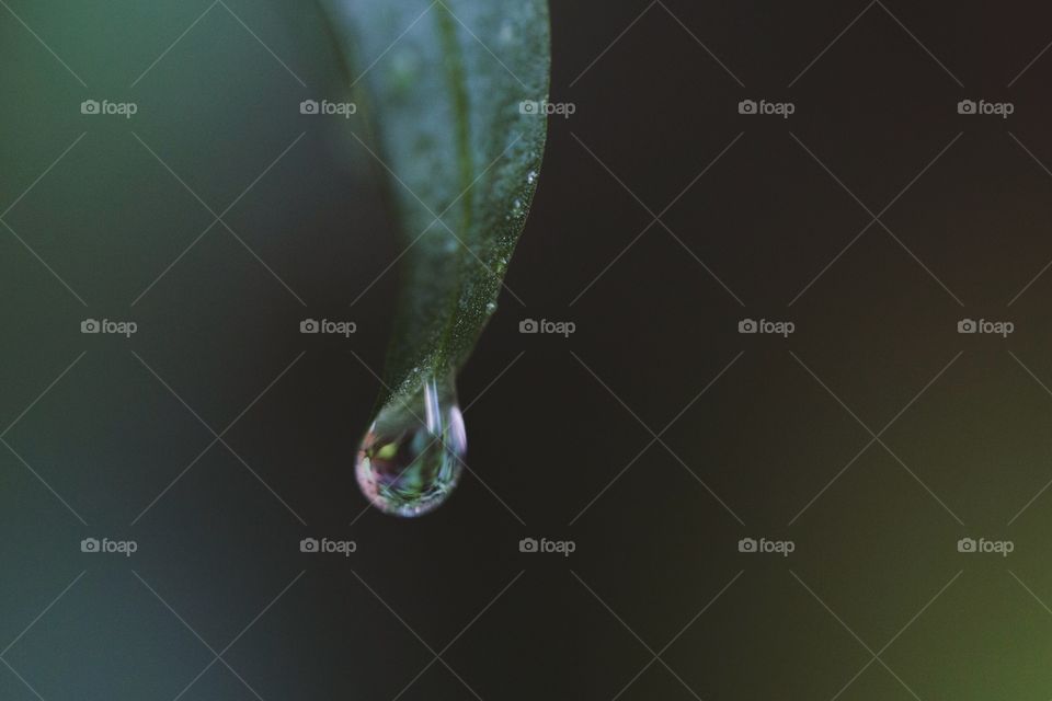Droplet of water hanging from a plant stem.