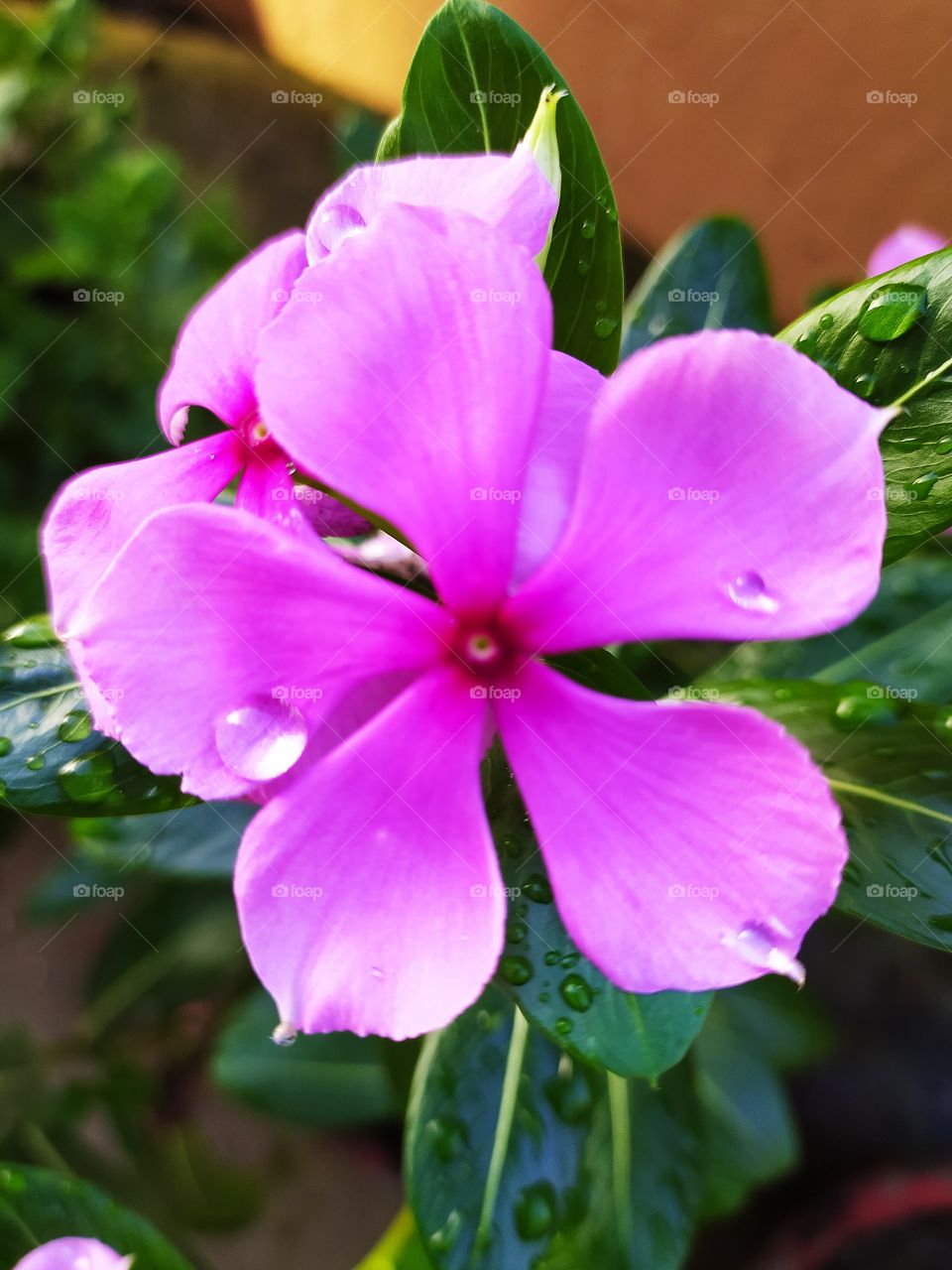 Magnificent nature, the pearls of rain