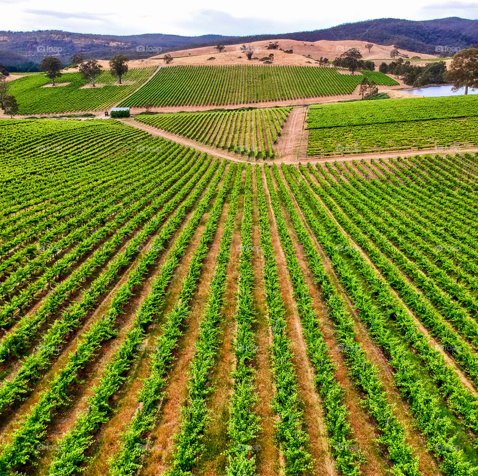 Vines at a large vinyard aerial view