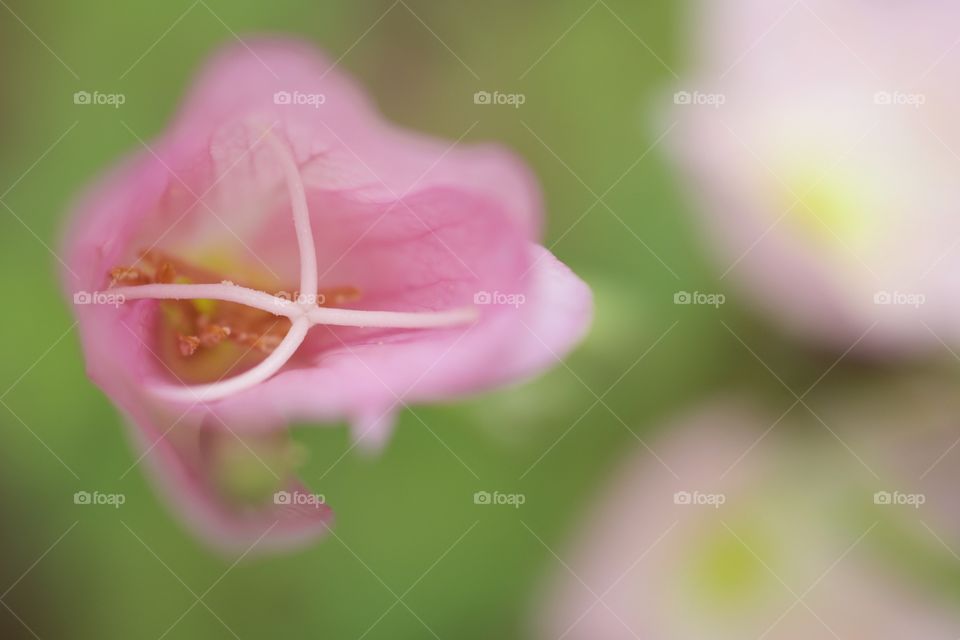 Macro of a buttercup inside 