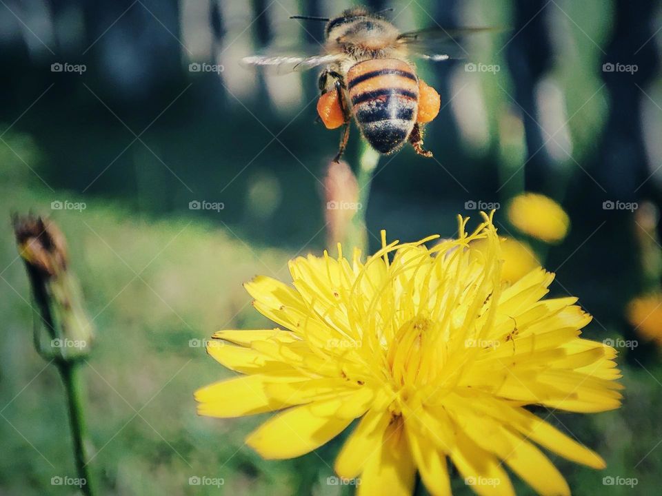 Bee flying, with pollen