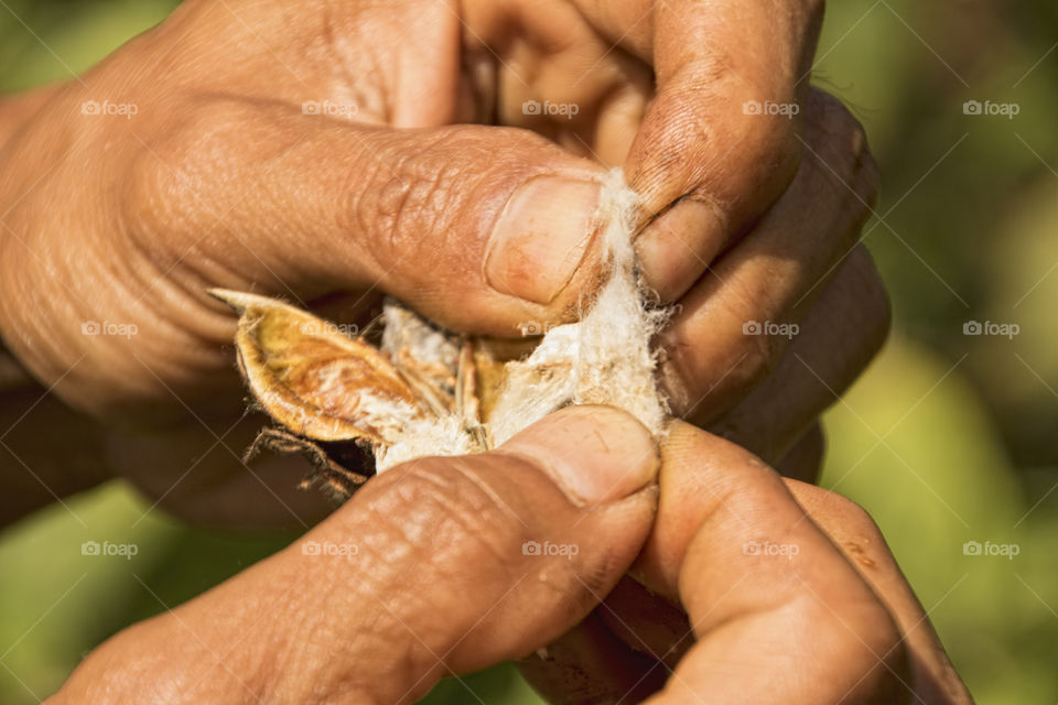 Close-up of Farmer holding cotton seed in hand