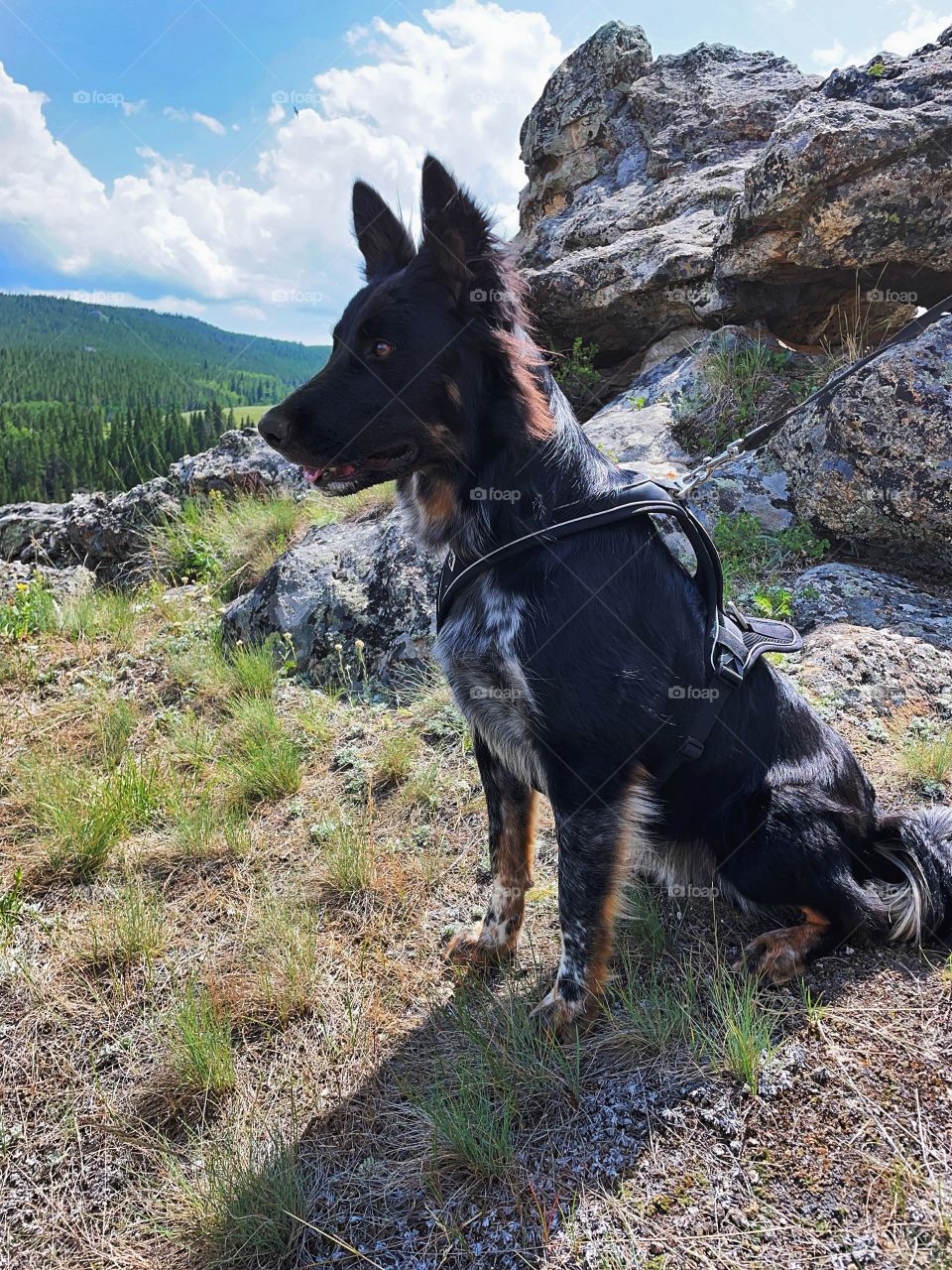 Hiking with my puppy blue heeler mix collie Australian cattle dog
