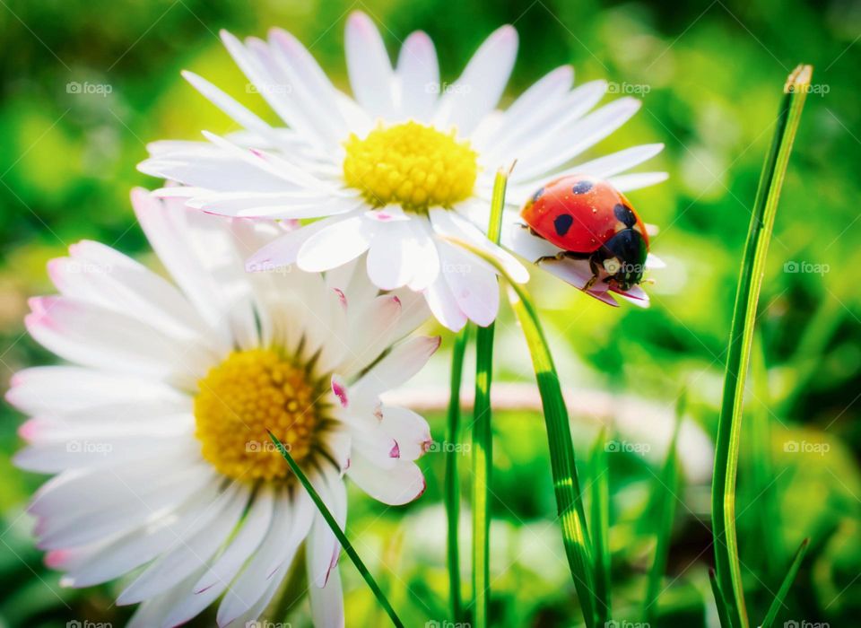 Spring flowers and ladybug