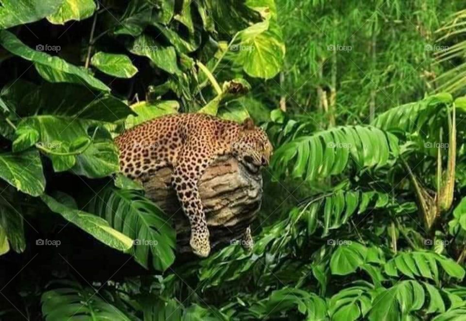 who says the big cats are not lazy 🤣🤣