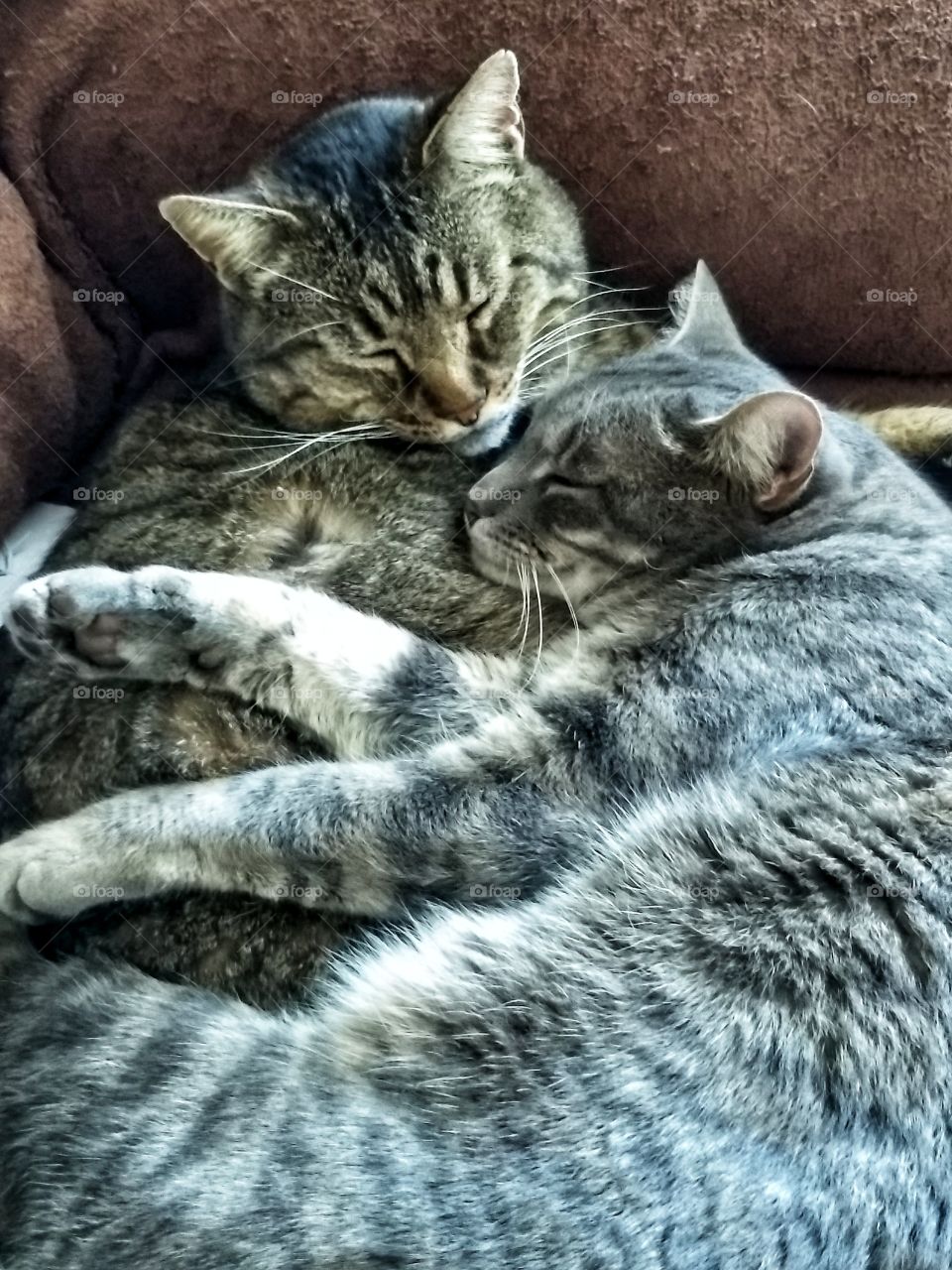 Kitty cuddles, best friends