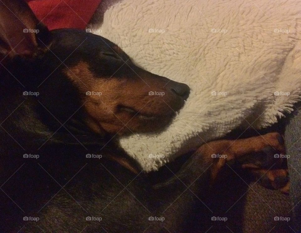 Sleeping pinscher