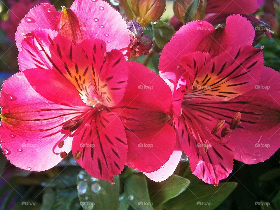 red blossoms