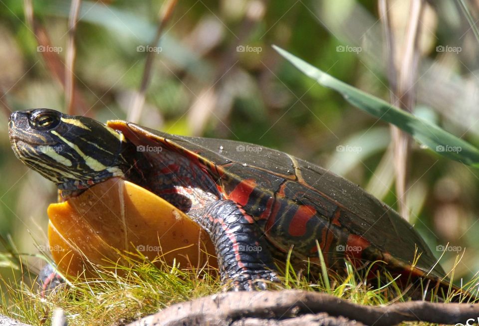 Basking in the glory of the sun.