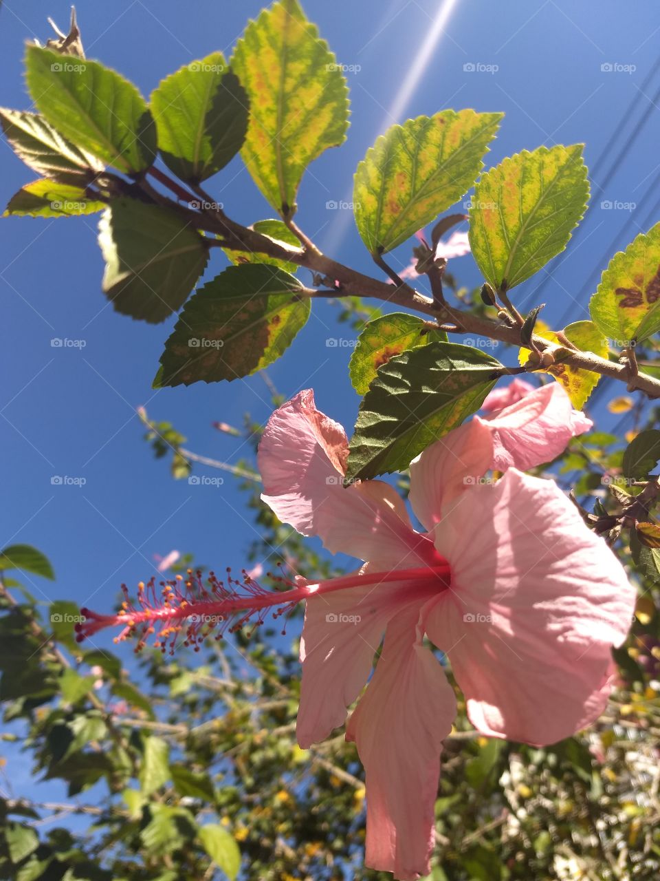 pink Hibiscus and BLUE sky