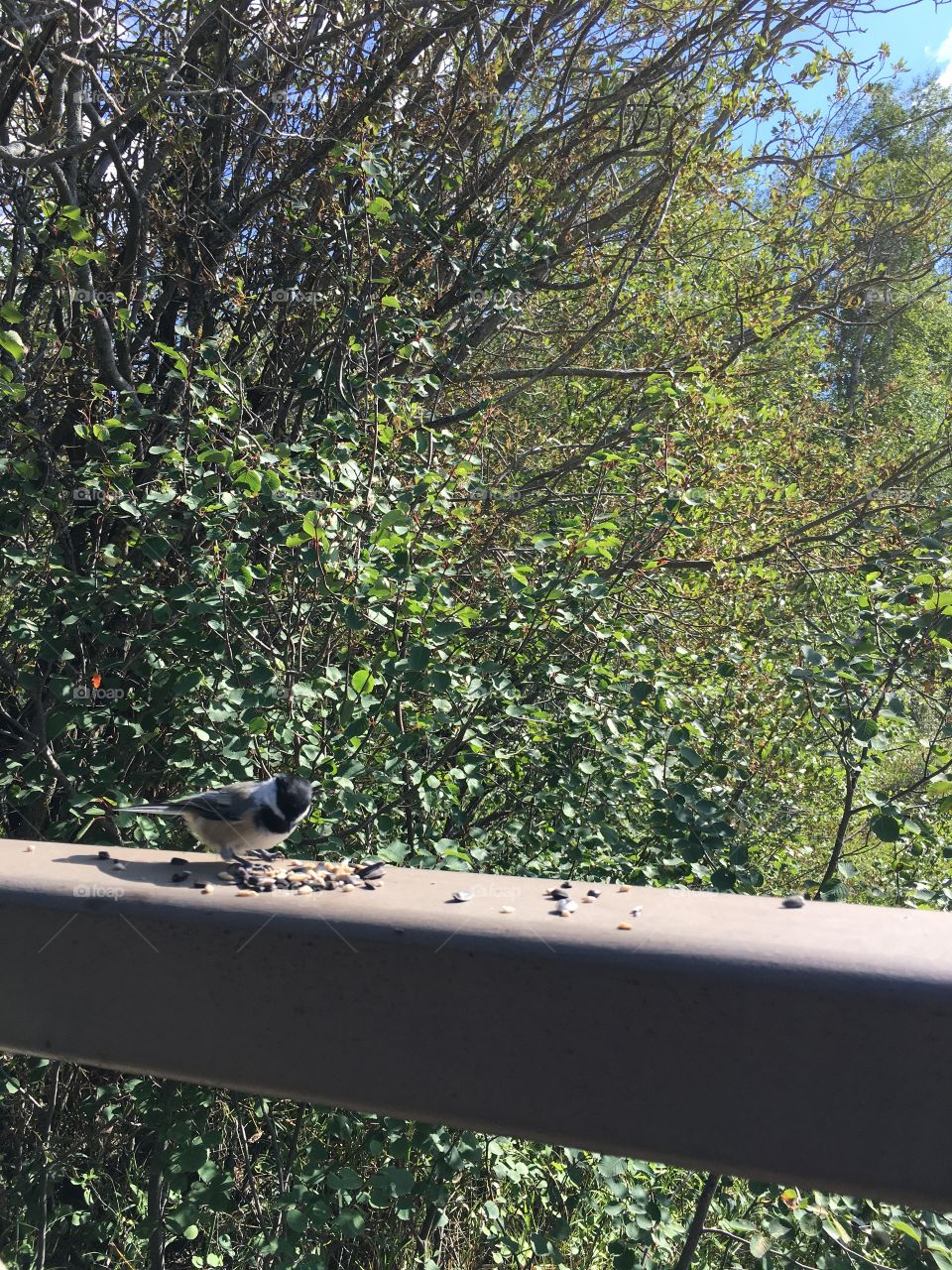 Tree, Nature, Bird, Wood, Park