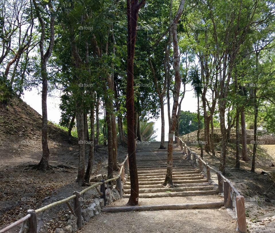 Path in Belize with tree s growing along and in the stairway 