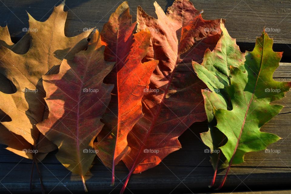 colorful beautiful autumn leaves in the solar light wood background