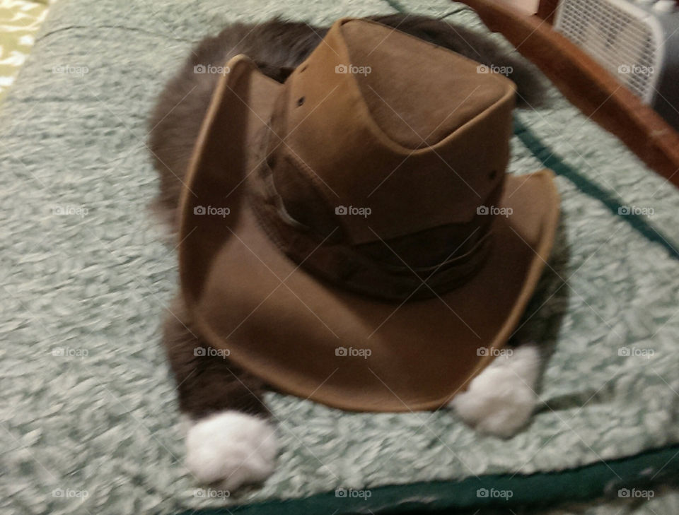 Cowboy Kitty