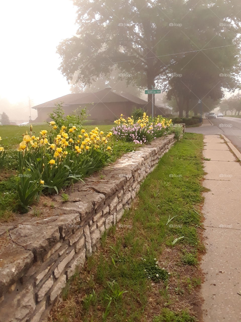 Yellow iris and pink morning glory along a stone wall foggy morning