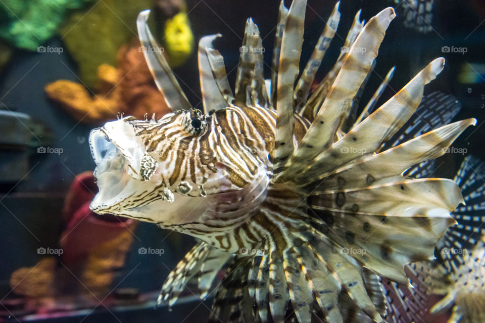 The roar of a lion fish. 