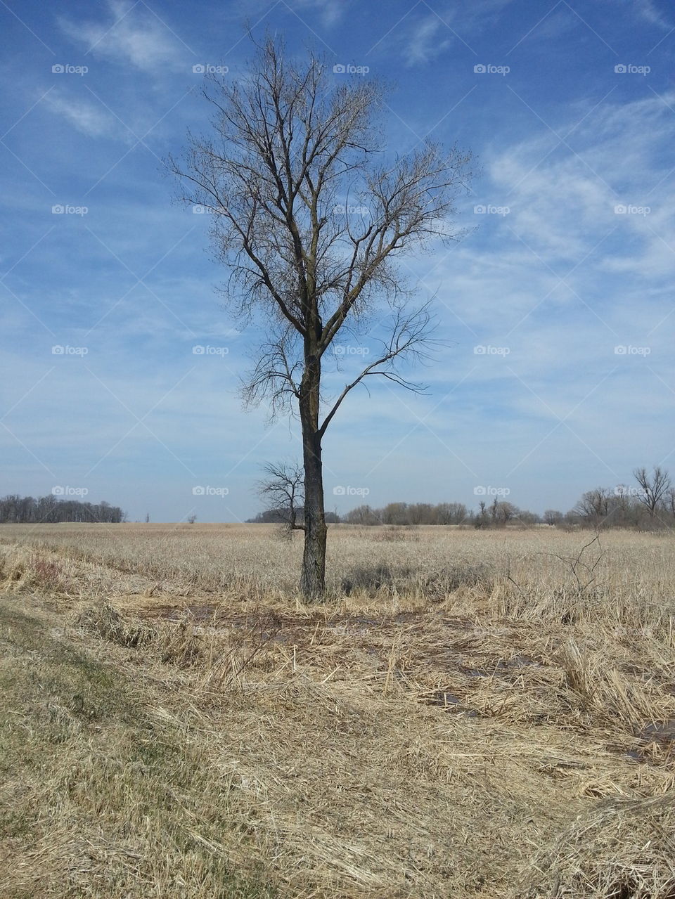 old lonely tree