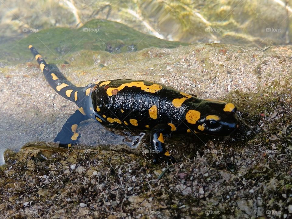 salamander salamander
