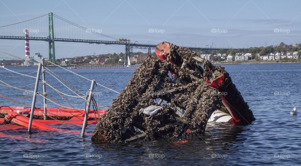 Mussels for lunch