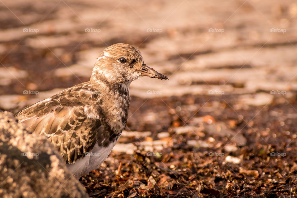 Bird on the beach