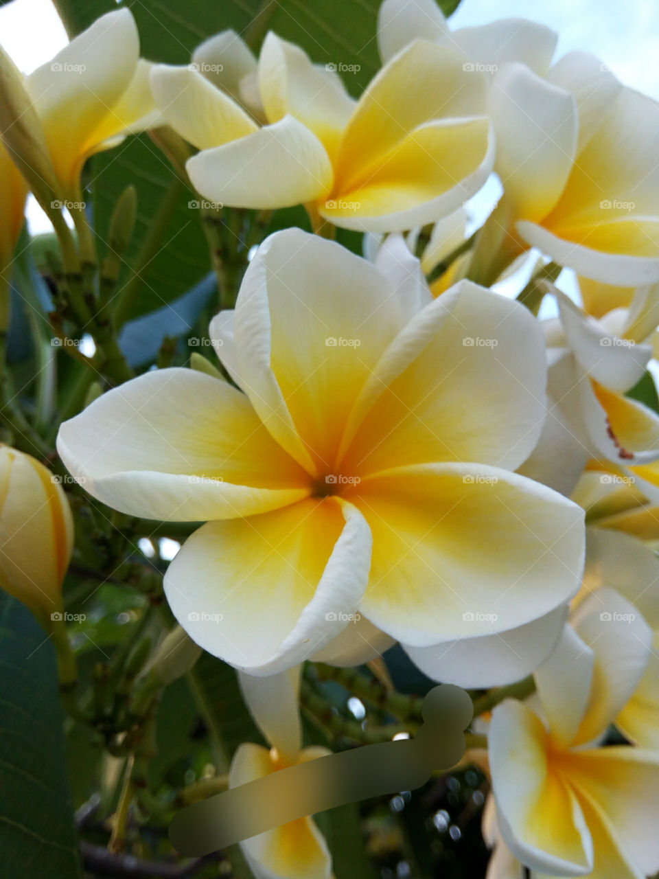 frangipani white