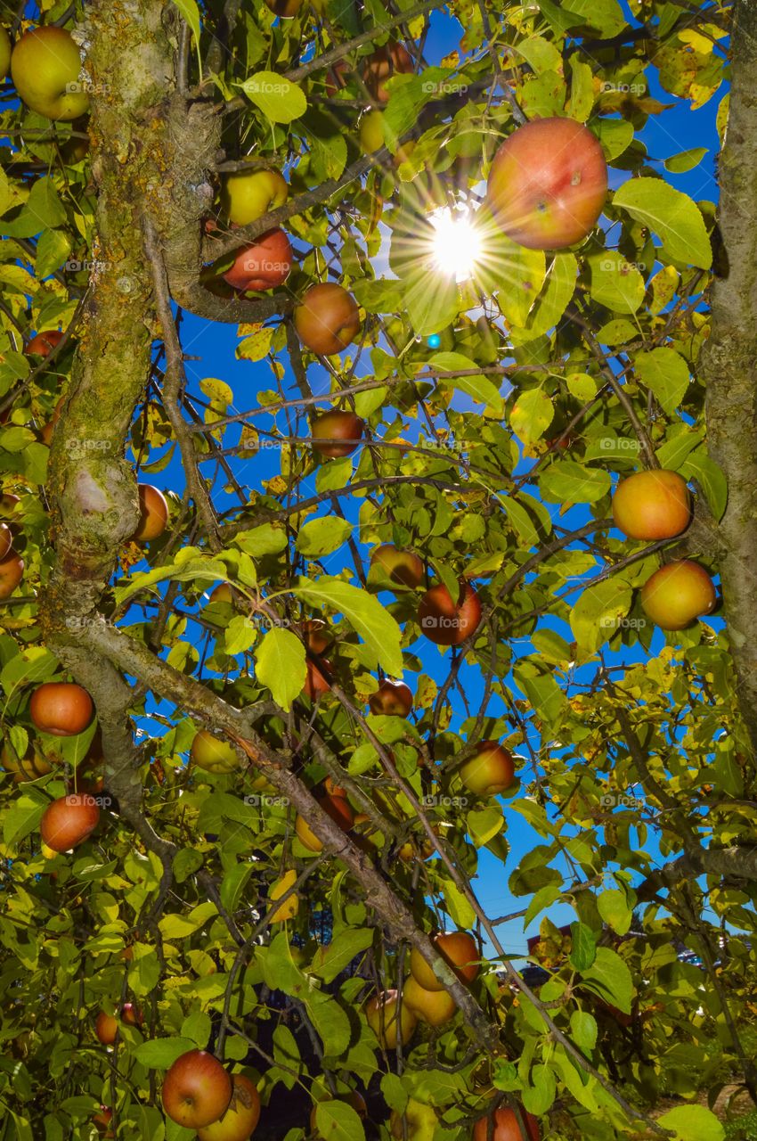 Apple picking