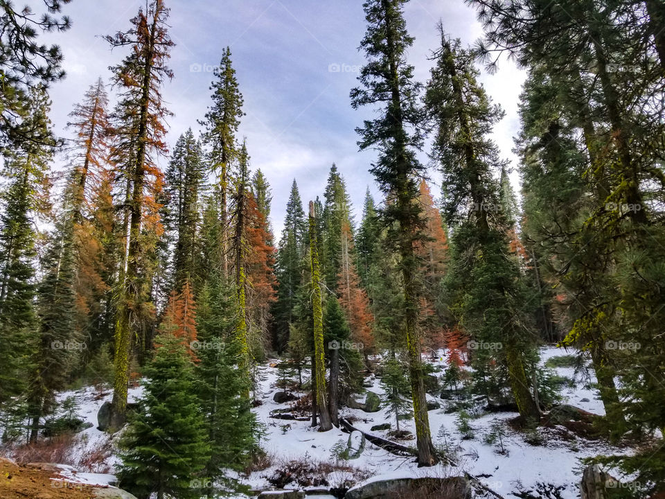 First Snow